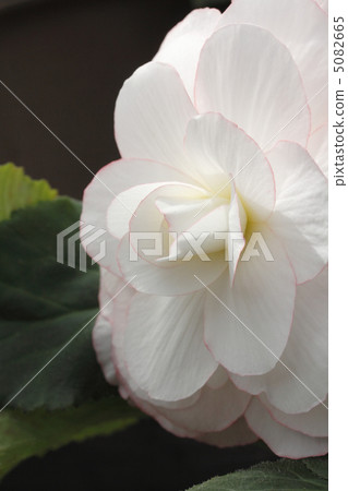 秋海棠 秋海棠 5082665