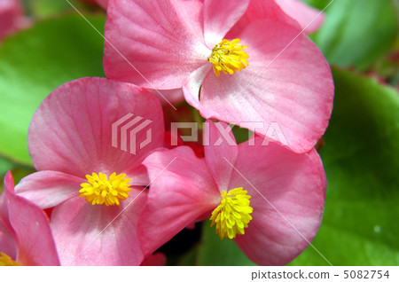 Pink Begoniya Pink Begoniya 5082754