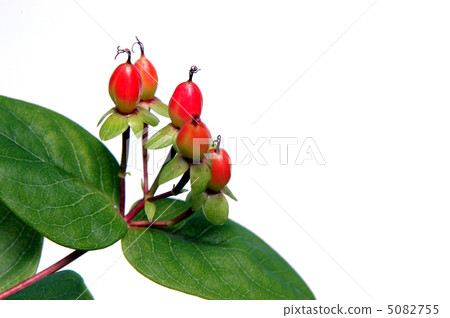 Fruit of Hippelicum Fruit of Hippelicum 5082755