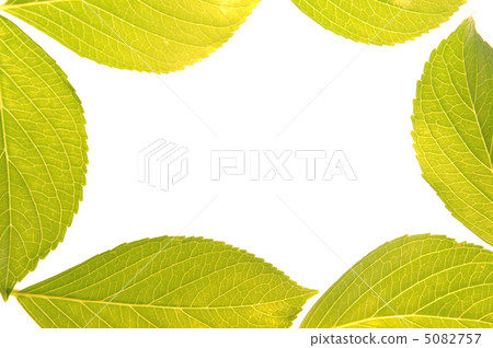 Leaves of hydrangea Leaves of hydrangea 5082757