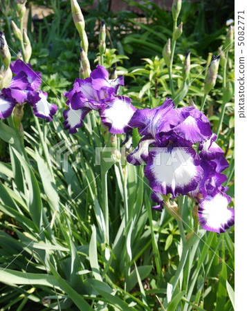 德國鳶尾 德國鳶尾 5082771