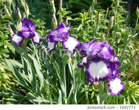 德國鳶尾 5082772