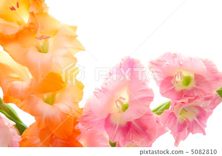 橙色和粉紅色的唐菖蒲花 橙色和粉紅色的唐菖蒲花 5082810