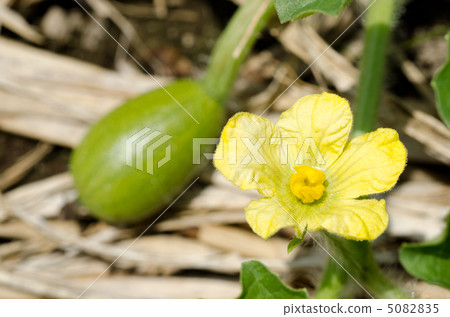 Watermelon Flower 5082835