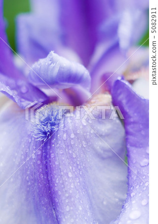 Iris Iris 5082911