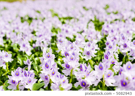 這個藥師寺遺址的水葫蘆 5082943