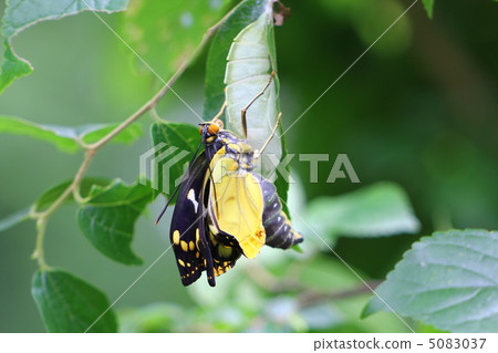 Oomurasaki immediately after emergence Oomurasaki immediately after emergence 5083037