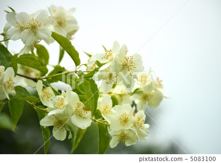 Apple flowers Apple flowers 5083100