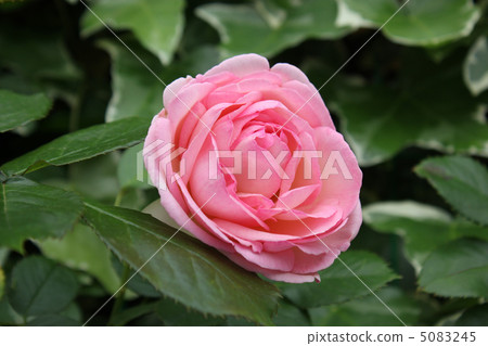 Rose Pierre de Ronsar 5083245