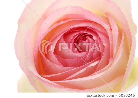 Rose Pierre de Ronsar 5083246