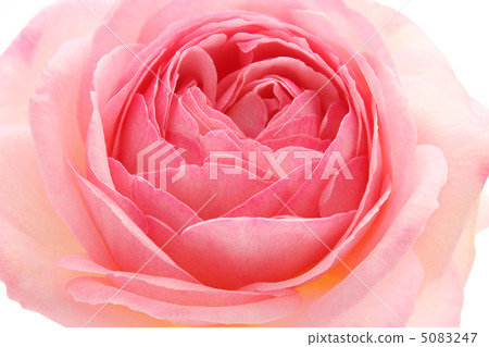 Rose Pierre de Ronsar Rose Pierre de Ronsar 5083247