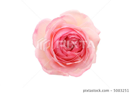 Rose Pierre de Ronsar 5083251