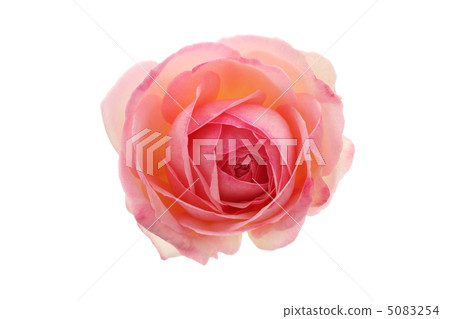 Rose Pierre de Ronsar 5083254