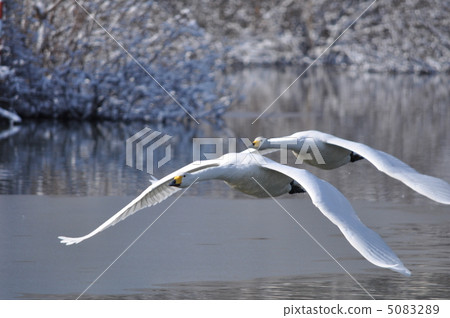 Swan flight 5083289