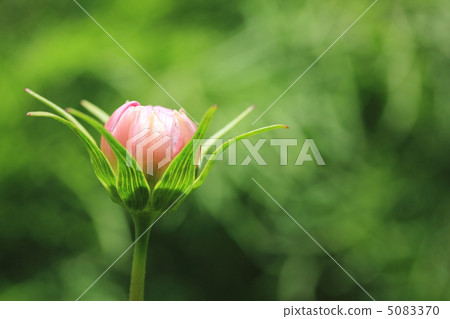 宇宙芽 宇宙芽 5083370