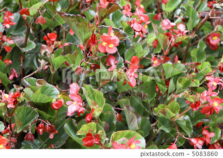 red flowers and green plants 5083860