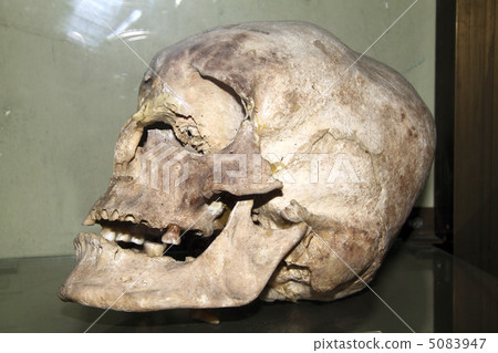 model of the human skull 5083947