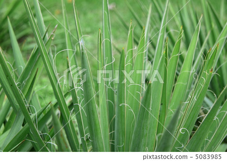 greeen plant close up 5083985