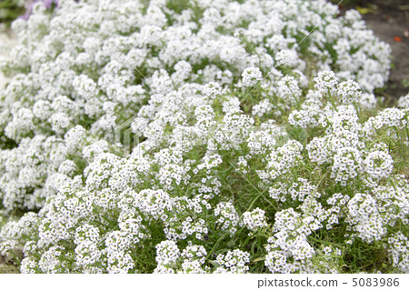 white flowers background 5083986