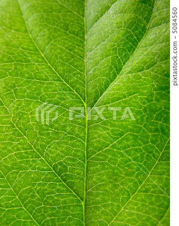 green leaf texture green leaf texture 5084560