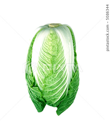 cabbage cabbage 5086344