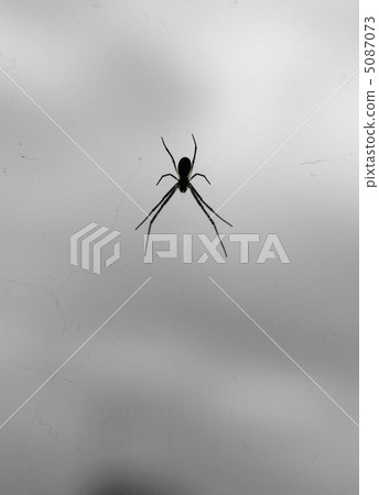 Spiders and spider webs 5087073