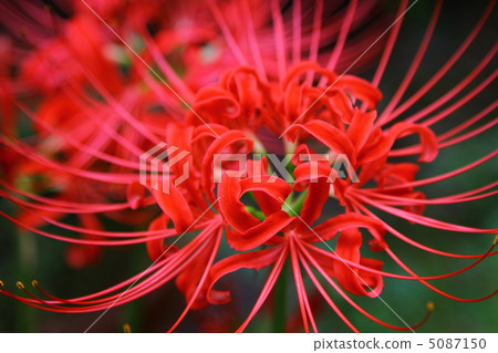 石蒜 彼岸花 曼珠沙華 5087150