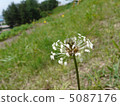 Hella octopus flowers 5087176
