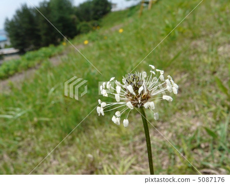 Hella octopus flowers 5087176