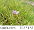 Flowers of Niwase 5087178