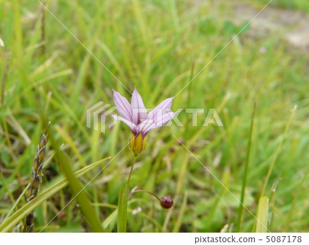 Niwase的花 5087178