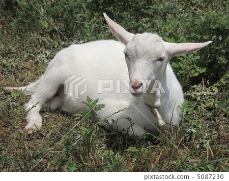 Kitten in the field 5087230