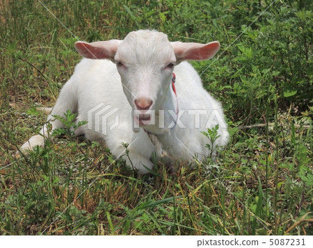 Kitten in the field 5087231