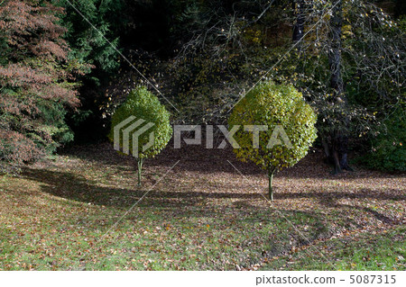 two trimmed a tree in autumn forest two trimmed a tree in autumn forest 5087315