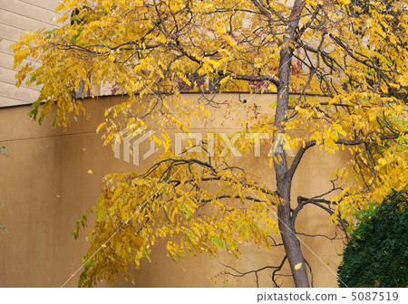 yellow autumn tree near the wall 5087519