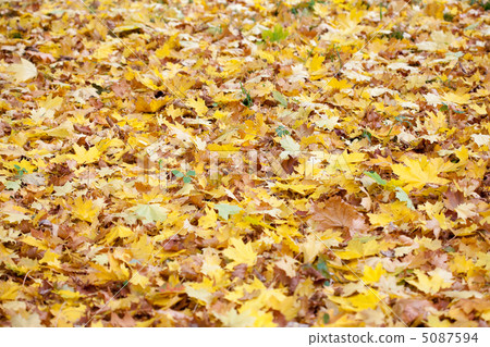 background of yellow autumn leaves 5087594