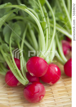Fresh red turnip at home garden Fresh red turnip at home garden 5088632