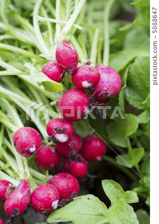 Red turnip with soil taken at home garden Red turnip with soil taken at home garden 5088647