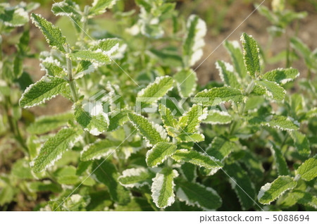 菠蘿薄荷 菠蘿薄荷 5088694