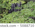 夏天楓樹 5088710
