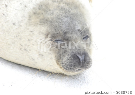 seal  5088738