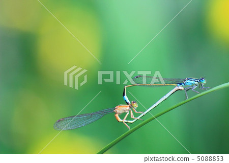 Ao montitonbo 5088853