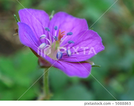 Genpei: Current evidence 5088863