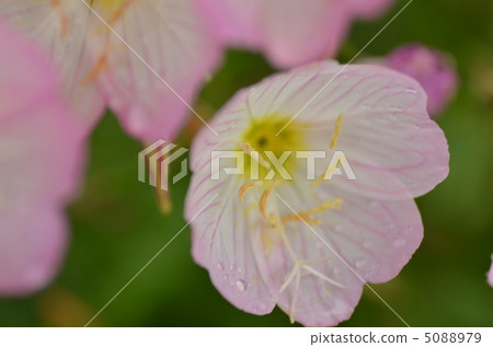 Delicate and strength 5088979