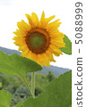 sunflower	 5088999