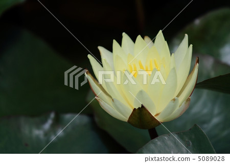 Water lilies blooming moistly Water lilies blooming moistly 5089028