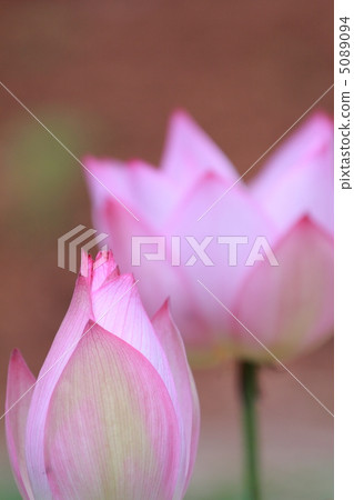 Lot of buds and flowers Lot of buds and flowers 5089094