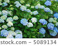 hydrangea   5089134