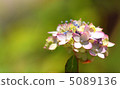 Rainbow color hydrangea 5089136