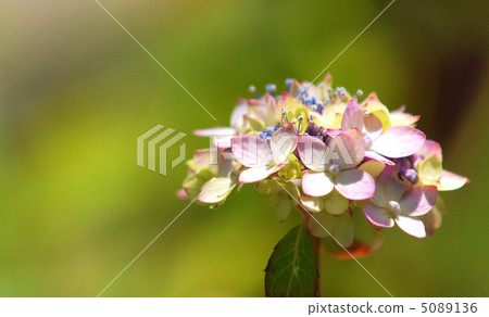 Rainbow color hydrangea Rainbow color hydrangea 5089136
